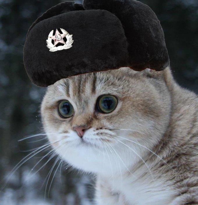Soviet cat
